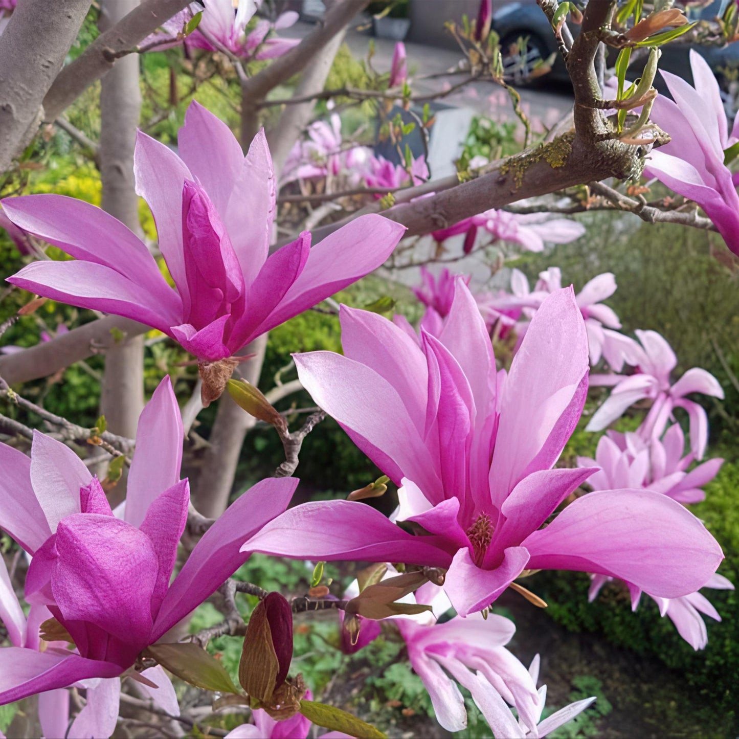 Magnolia Susan, gros plan sur ses grandes fleurs pourpres à l'éclosion printanière, avec d'autres fleurs en arrière-plan flou.