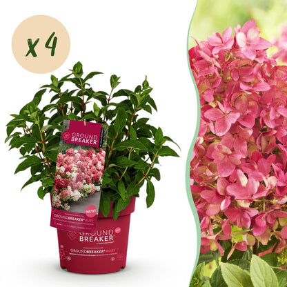 Hydrangea paniculata Groundbreaker Ruby : Un plant d'hortensia en pot avec une pastille indiquant la quantité 'x4' pour l'achat en lot.