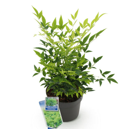 Nandina Lemon & Lime : un plant en pot de 17 cm, feuillage jaune-vert vif. La plante est placée sur un fond blanc uni, prête à être livrée.