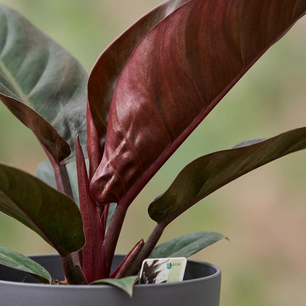 Plante d'intérieur - Philodendron - Philodendron Imperial Red - Rouge - Entretien facile - 1 Plante - avec Potter Gris - Pot 19cm - Hauteur 60cm