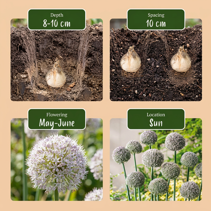 Guide de plantation des bulbes d'Ail d'ornement 'Ping Pong' avec profondeur, espacement, floraison et exposition.