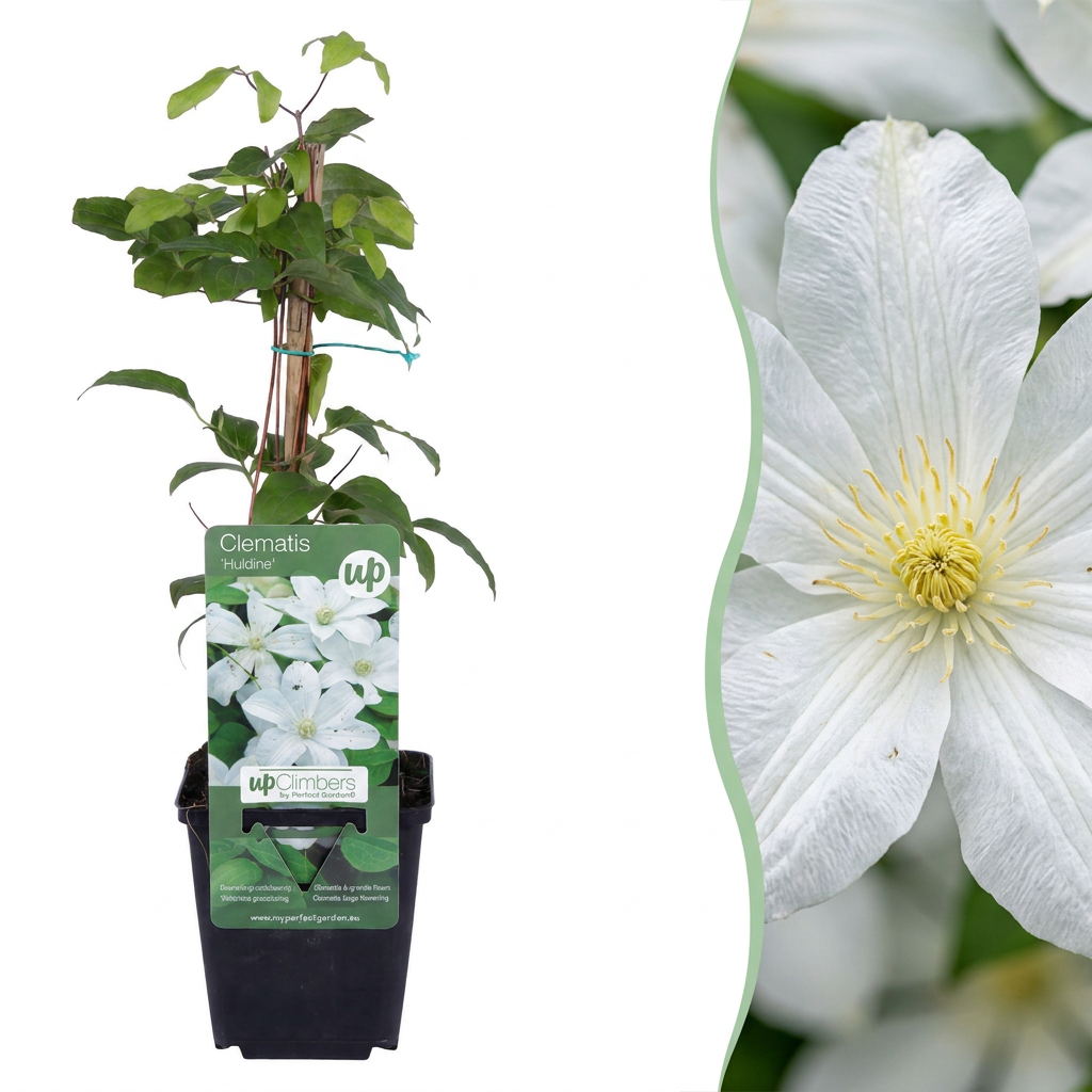 Clématite 'Huldine' (Clematis) - grimpante à grandes fleurs blanc nacré
