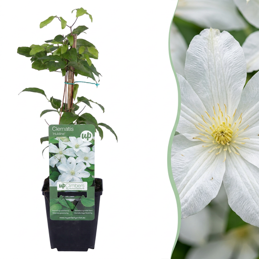Clématite 'Huldine' (Clematis) - grimpante à grandes fleurs blanc nacré