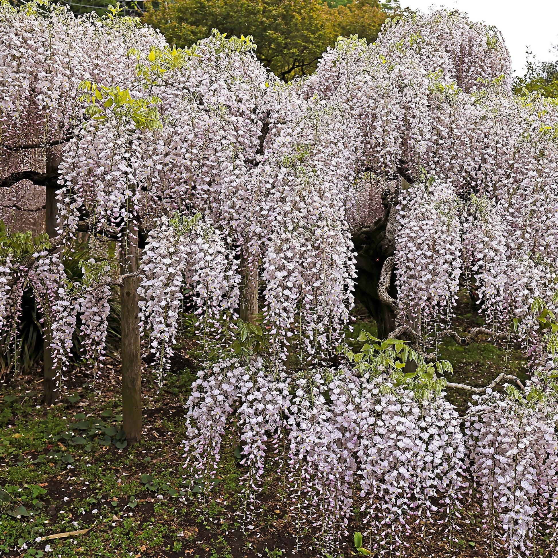 Glycine Wisteria floribunda Rosea : magnifique glycine fleurie aux grappes pendantes de fleurs roses pâles, créant un spectacle enchanteur.