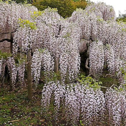 Glycine Wisteria floribunda Rosea : magnifique glycine fleurie aux grappes pendantes de fleurs roses pâles, créant un spectacle enchanteur.