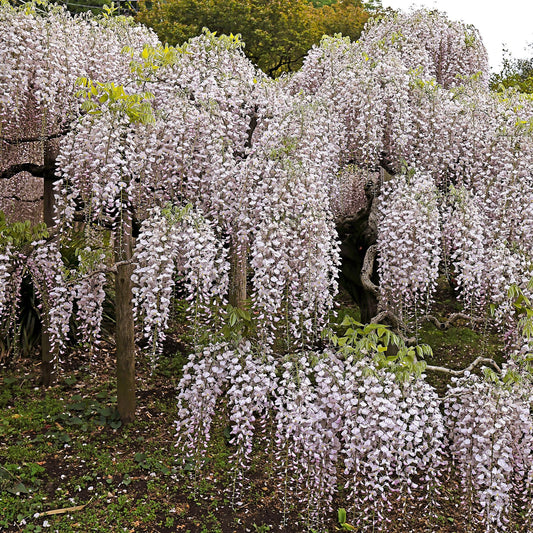 Glycine Wisteria floribunda Rosea : magnifique glycine fleurie aux grappes pendantes de fleurs roses pâles, créant un spectacle enchanteur.