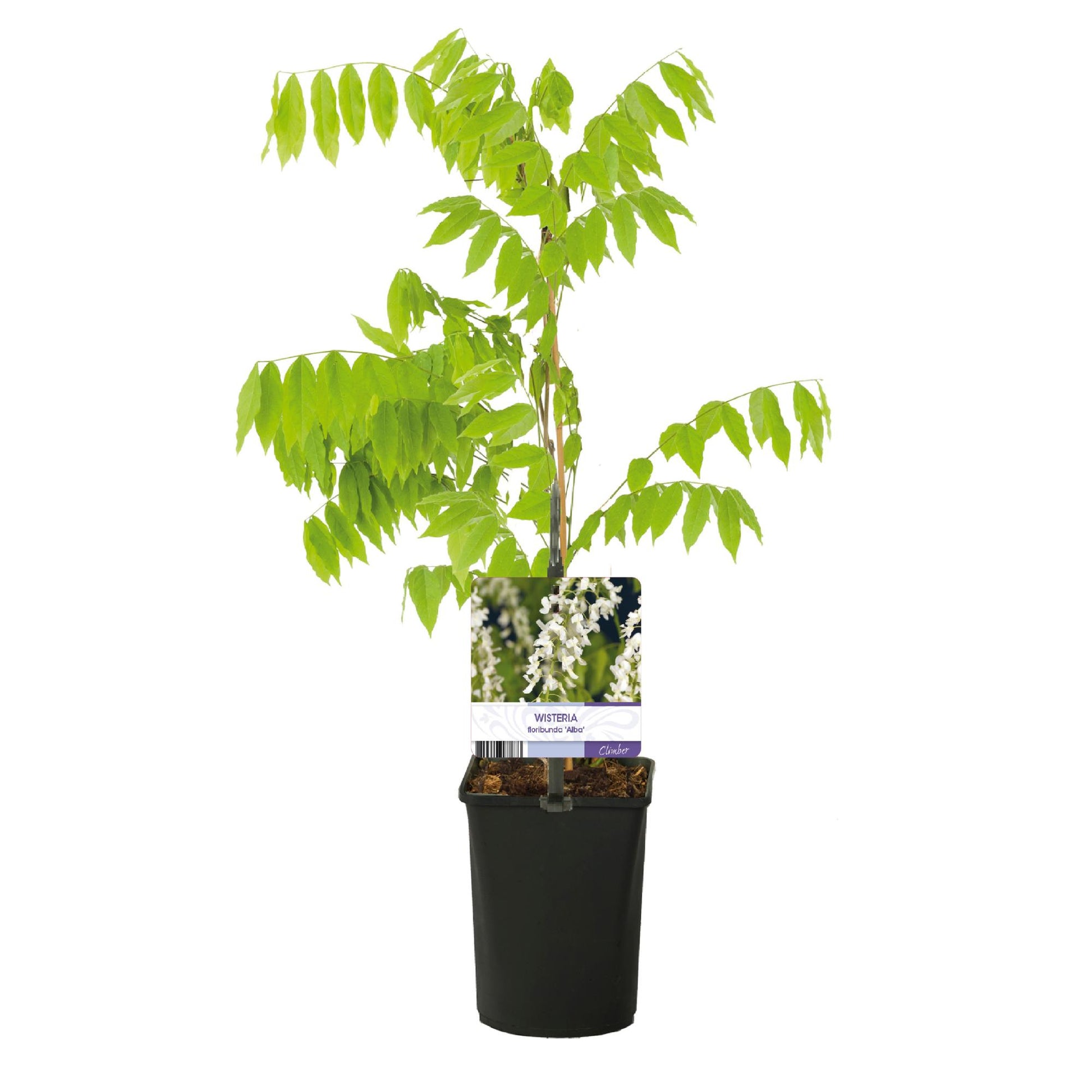 Glycine Wisteria floribunda Alba. Plant en pot de 11cm avec ses feuilles vertes et une étiquette montrant ses fleurs blanches.
