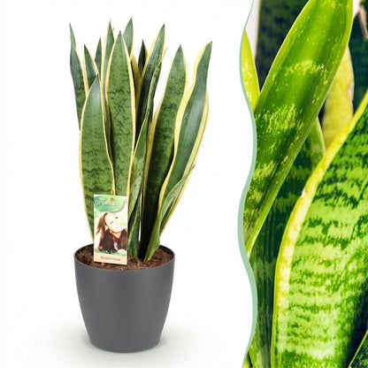 Sansevieria Laurentii plante d'intérieur en pot 17cm, feuilles dressées vertes liserées jaune, hauteur 60-70cm