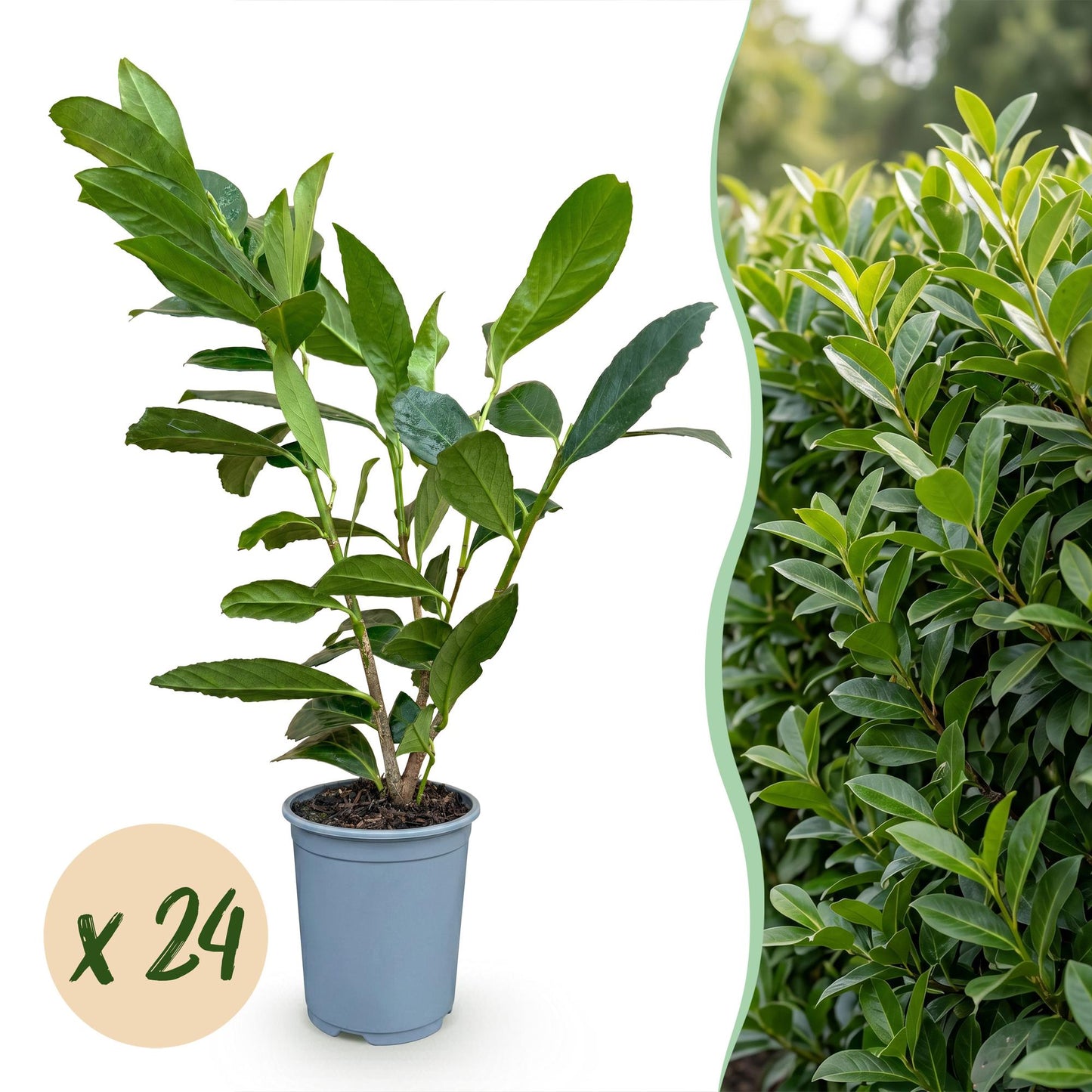 Prunus laurocerasus 'Caucasica', jeune plant en pot sur fond blanc, avec un aperçu de haie luxuriante et une bulle 'x 24'.