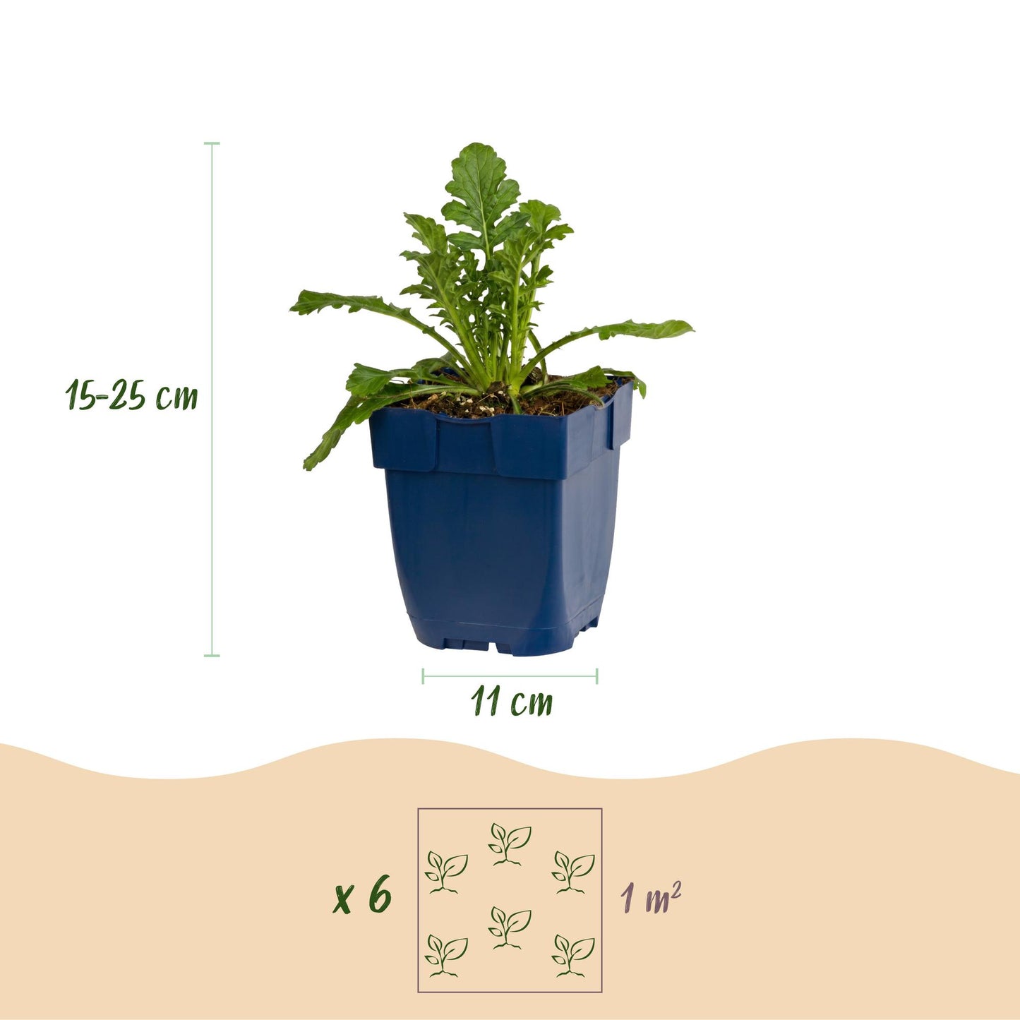Scabiosa Duo : infographie montrant un plant en pot, sa hauteur (15-25 cm) et le diamètre du pot (11 cm), ainsi qu'une suggestion de plantat