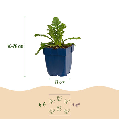 Scabiosa Duo : infographie montrant un plant en pot, sa hauteur (15-25 cm) et le diamètre du pot (11 cm), ainsi qu'une suggestion de plantat
