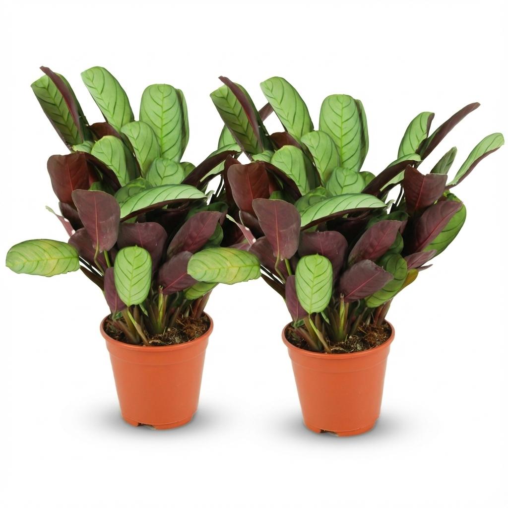 Deux Ctenanthe Amagris avec un feuillage vibrant vert clair rayé sur le dessus et pourpre en dessous, dans des pots de culture marron
