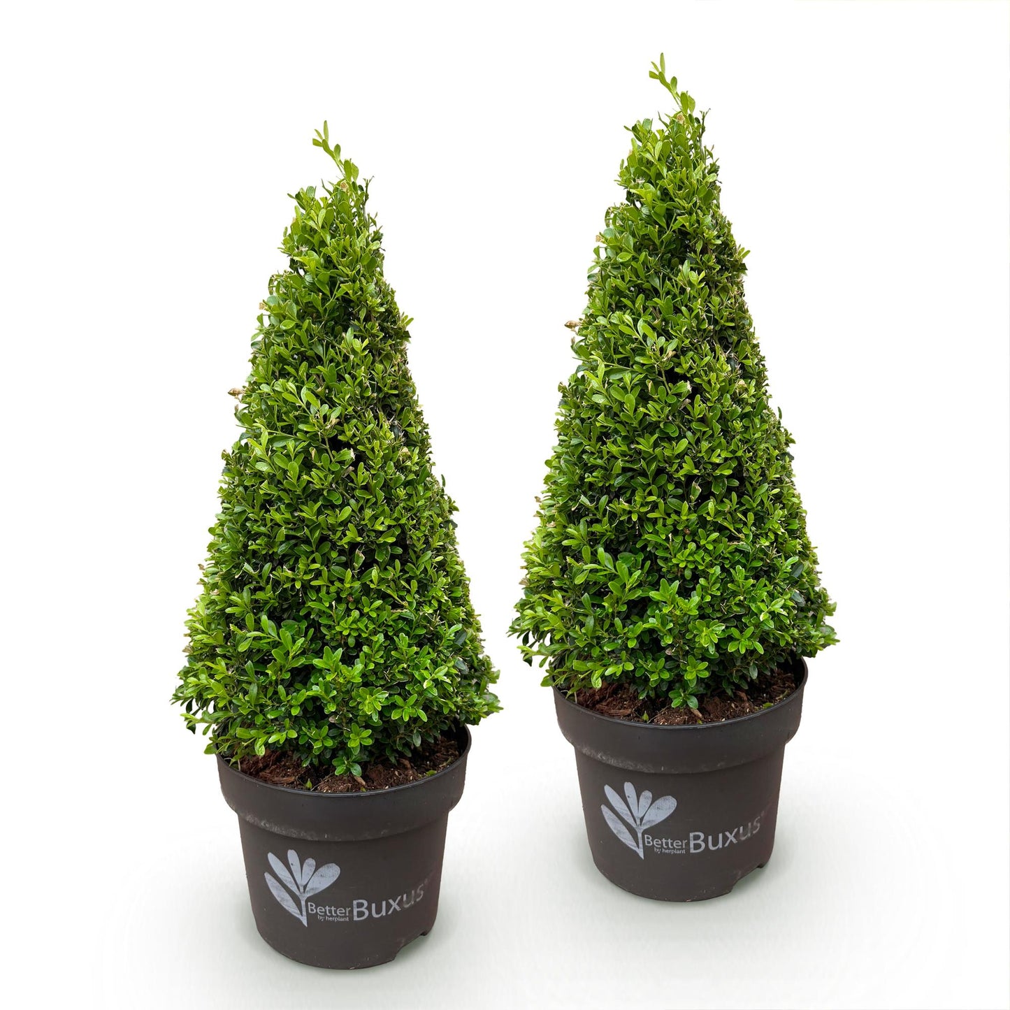Buis Pyramide BetterBuxus Skylight en pot de 23cm, hauteur 60-70cm, vendu en lot de 2 plants sur fond blanc uni.