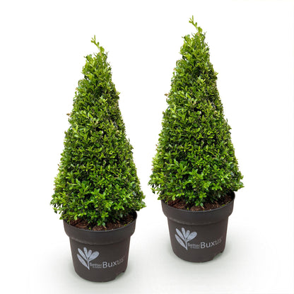 Buis Pyramide BetterBuxus Skylight en pot de 23cm, hauteur 60-70cm, vendu en lot de 2 plants sur fond blanc uni.