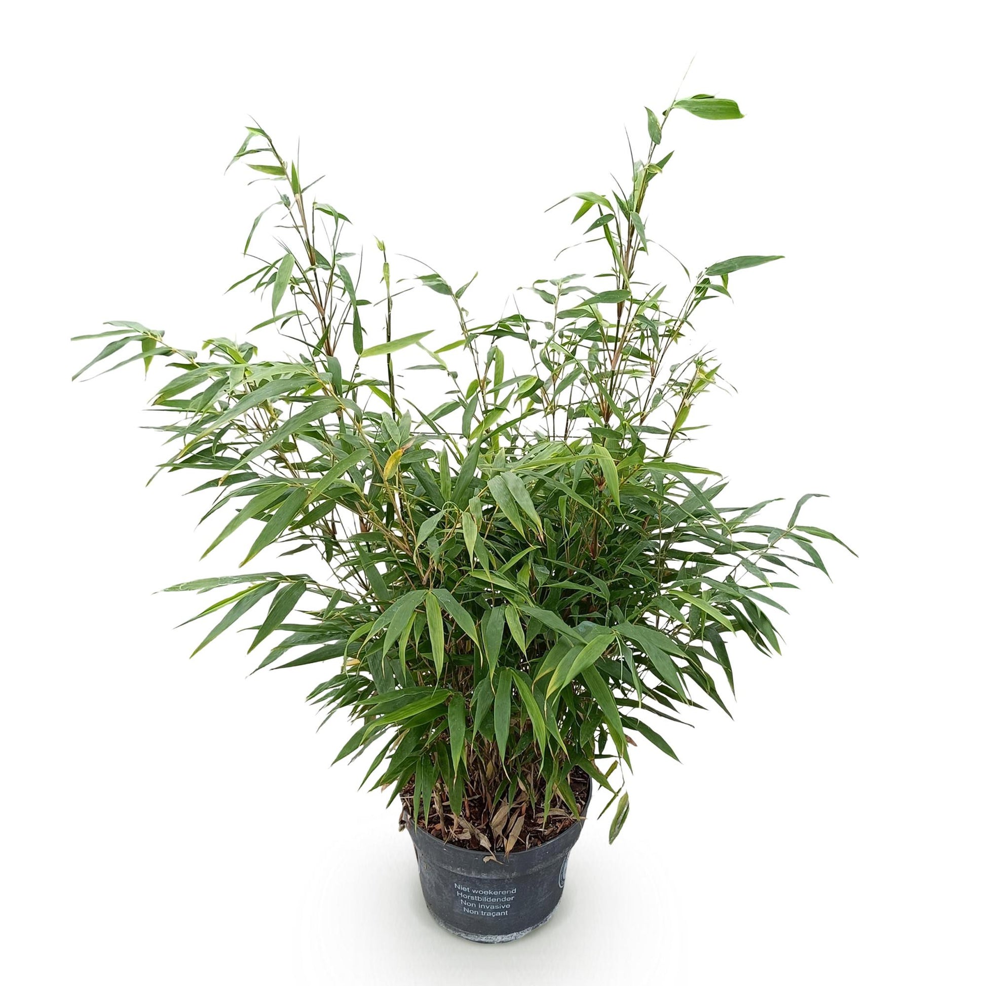 Fargesia robusta Pingwu, bambou non envahissant, feuillage vert dense et tiges fines, présenté dans son pot de 23cm sur fond blanc.