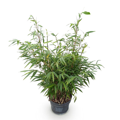 Fargesia robusta Pingwu, bambou non envahissant, feuillage vert dense et tiges fines, présenté dans son pot de 23cm sur fond blanc.