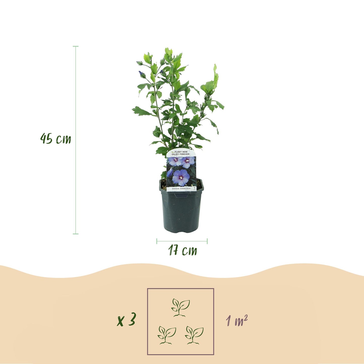 Hibiscus syriacus Oiseau Blue : infographie montrant un plant en pot avec une hauteur de 45 cm et un diamètre de pot de 17 cm, et un encadré