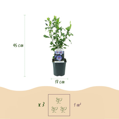 Hibiscus syriacus Oiseau Blue : infographie montrant un plant en pot avec une hauteur de 45 cm et un diamètre de pot de 17 cm, et un encadré