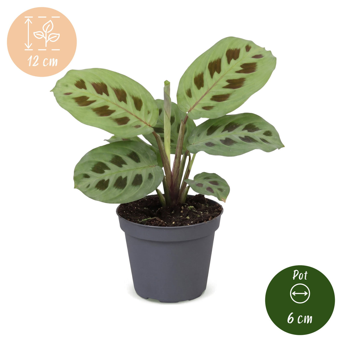 Dimensions de la Maranta Kerchoveana : pot de 6 cm, environ 12 cm de hauteur