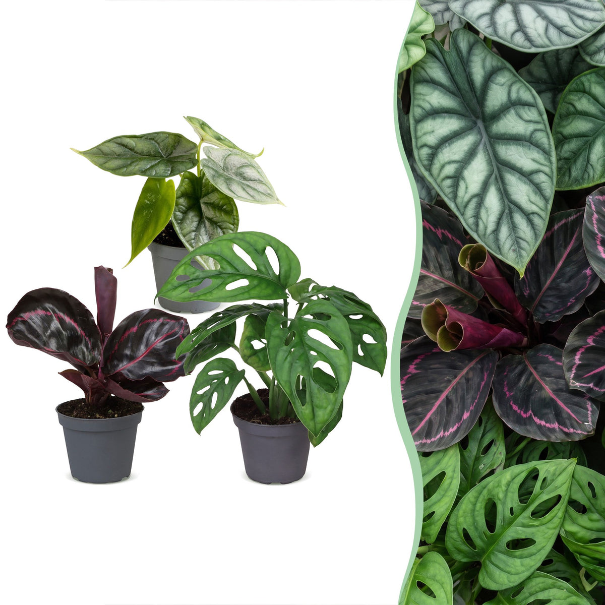 Lot de bébés plantes tropicales : Alocasia Dragon Scale, Calathea Dottie et Monstera en pot de 6 cm