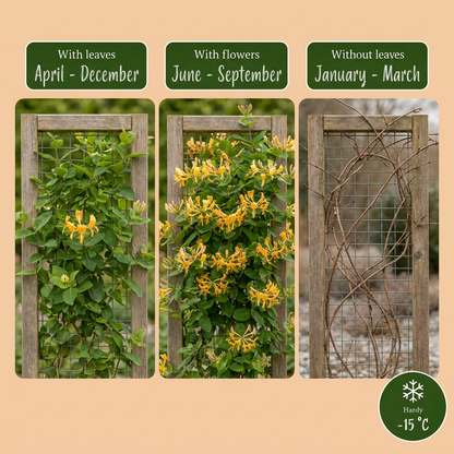 Chèvrefeuille de Tellmann (Lonicera x tellmanniana) - grimpante fleurie