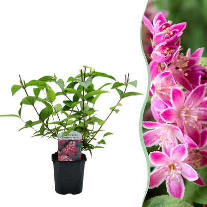 Deutzia hybrida Strawberry Fields, un plant en pot avec une étiquette, juxtaposé à un gros plan de ses fleurs roses éclatantes.