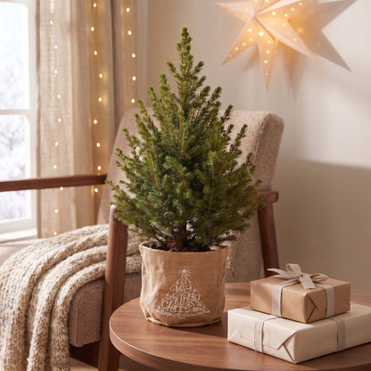 Épicéa de l'Alberta 'Conica' en sac en jute, décor de Noël