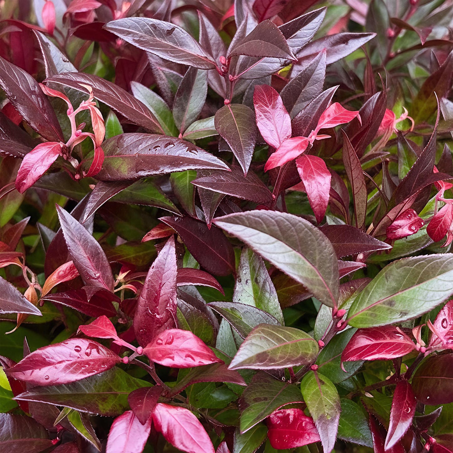 Leucothoe Zeblid. Gros plan sur le feuillage coloré, rouge intense et vert émeraude, parsemé de petites gouttes de pluie.