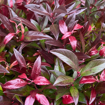 Leucothoe Zeblid. Gros plan sur le feuillage coloré, rouge intense et vert émeraude, parsemé de petites gouttes de pluie.