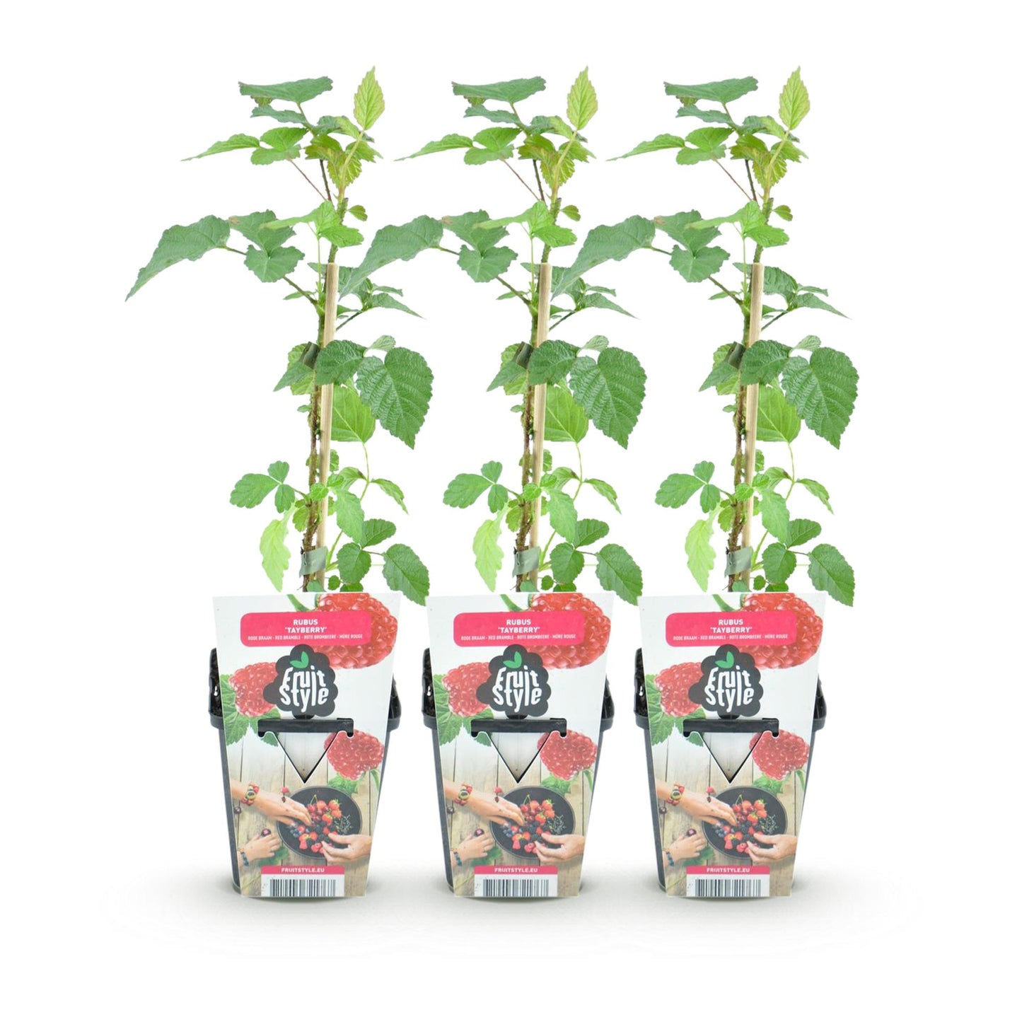Tayberry Rubus Tayberry : trois jeunes plants en pot avec des tuteurs, alignés sur un fond blanc, affichant une étiquette Fruit Style.