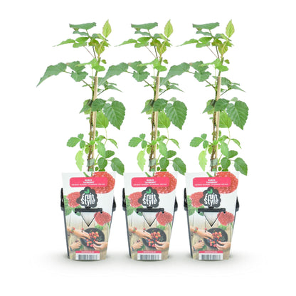 Tayberry Rubus Tayberry : trois jeunes plants en pot avec des tuteurs, alignés sur un fond blanc, affichant une étiquette Fruit Style.