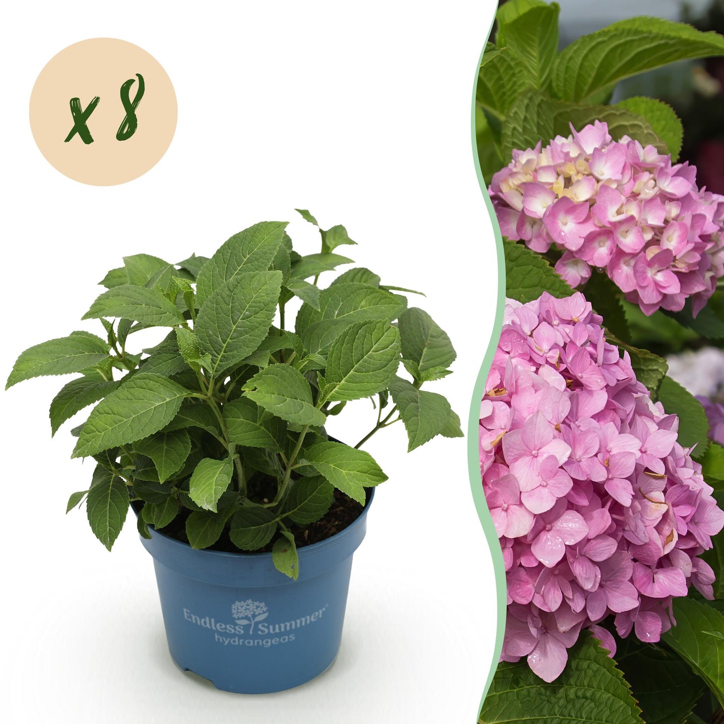 Hortensia Endless Summer The Original Pink, plant en pot avec une pastille indiquant "x8", à côté d'une photo de fleurs roses.