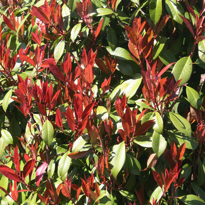 Photinia fraseri Carre Rouge : Gros plan sur les jeunes feuilles rouge vif du photinia contrastant avec le feuillage vert plus mature.