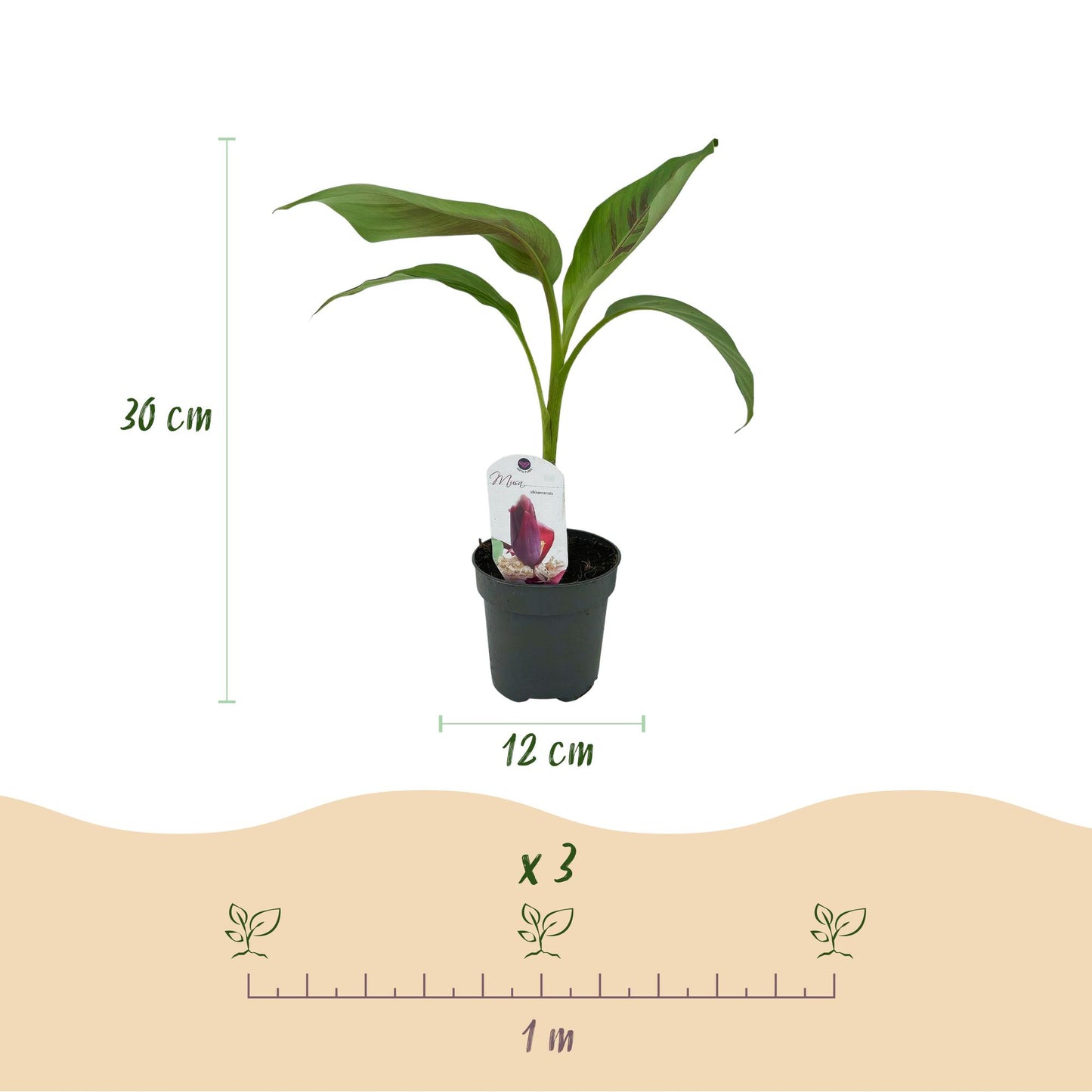 Musa sikkemensis Red Tiger : infographie montrant un plant en pot, avec une hauteur de 30 cm, un pot de 12 cm de diamètre, et un espacement 