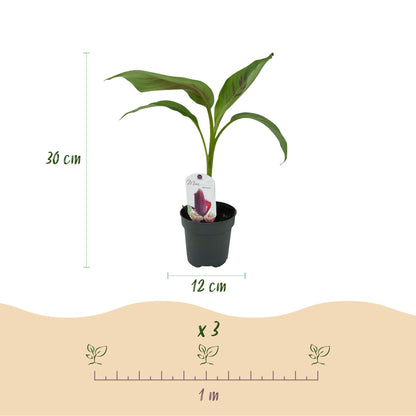 Musa sikkemensis Red Tiger : infographie montrant un plant en pot, avec une hauteur de 30 cm, un pot de 12 cm de diamètre, et un espacement 