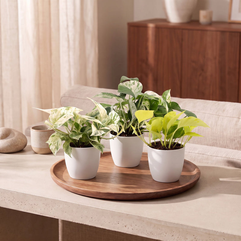 Lot de 3 bébés Pothos : Champs Élysées, Snow Leopard et Marble Variegata - Pot de 6cm