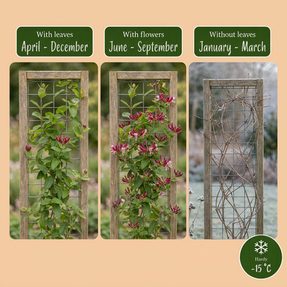 Chèvrefeuille de Henry (Lonicera henryi) - grimpante persistante