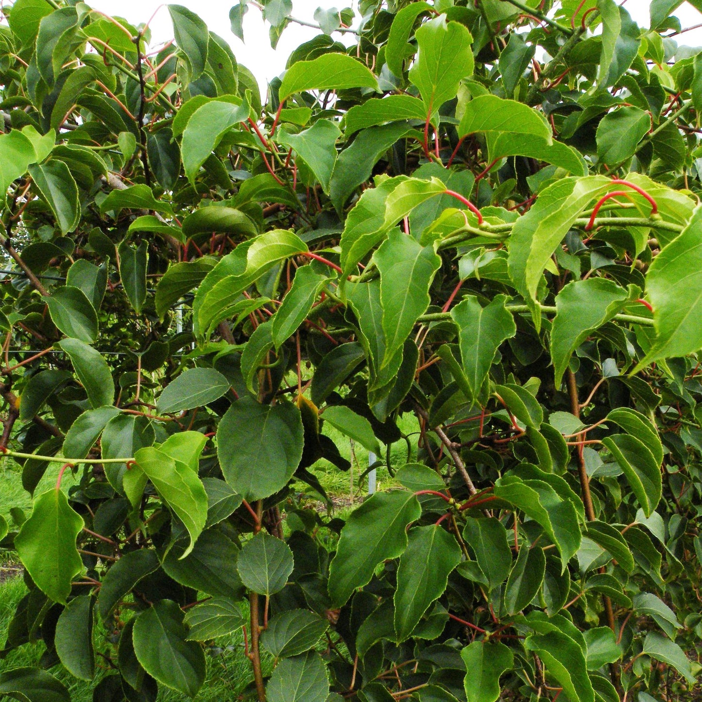 Actinidia arguta Weiki. Gros plan sur les feuilles vertes de la plante fruitière de kiwi mâle, avec quelques tiges rouges.