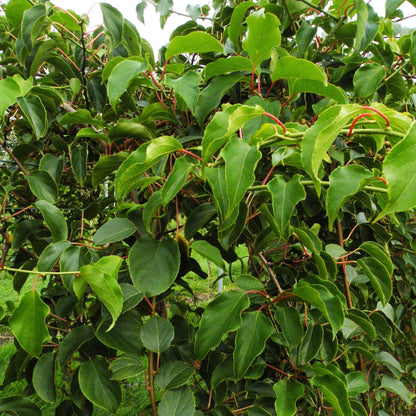 Actinidia arguta Weiki. Gros plan sur les feuilles vertes de la plante fruitière de kiwi mâle, avec quelques tiges rouges.