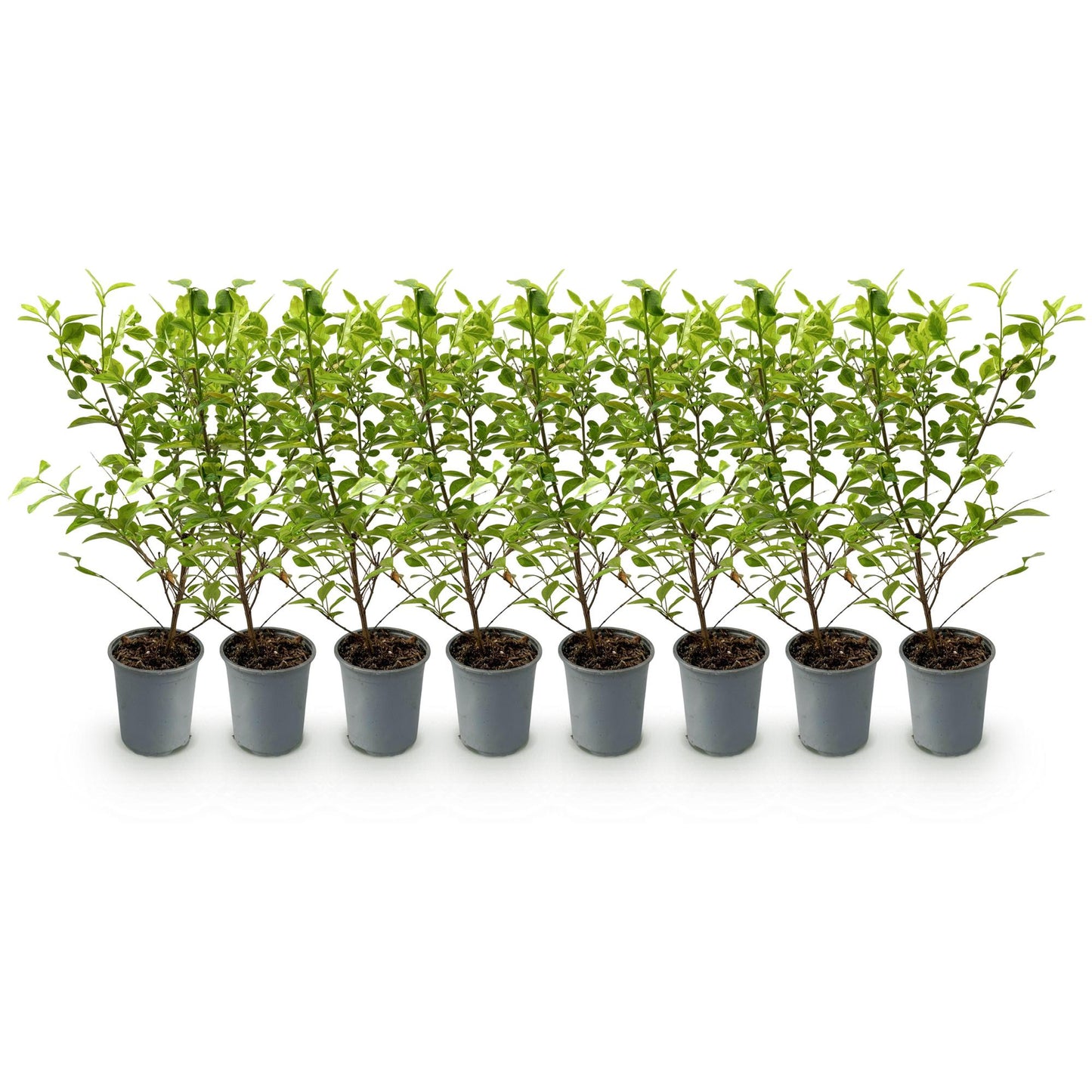 Ligustrum ovalifolium Aureum : 8 plants de Troène à feuillage panaché vert et jaune, en pot gris, alignés sur fond blanc.