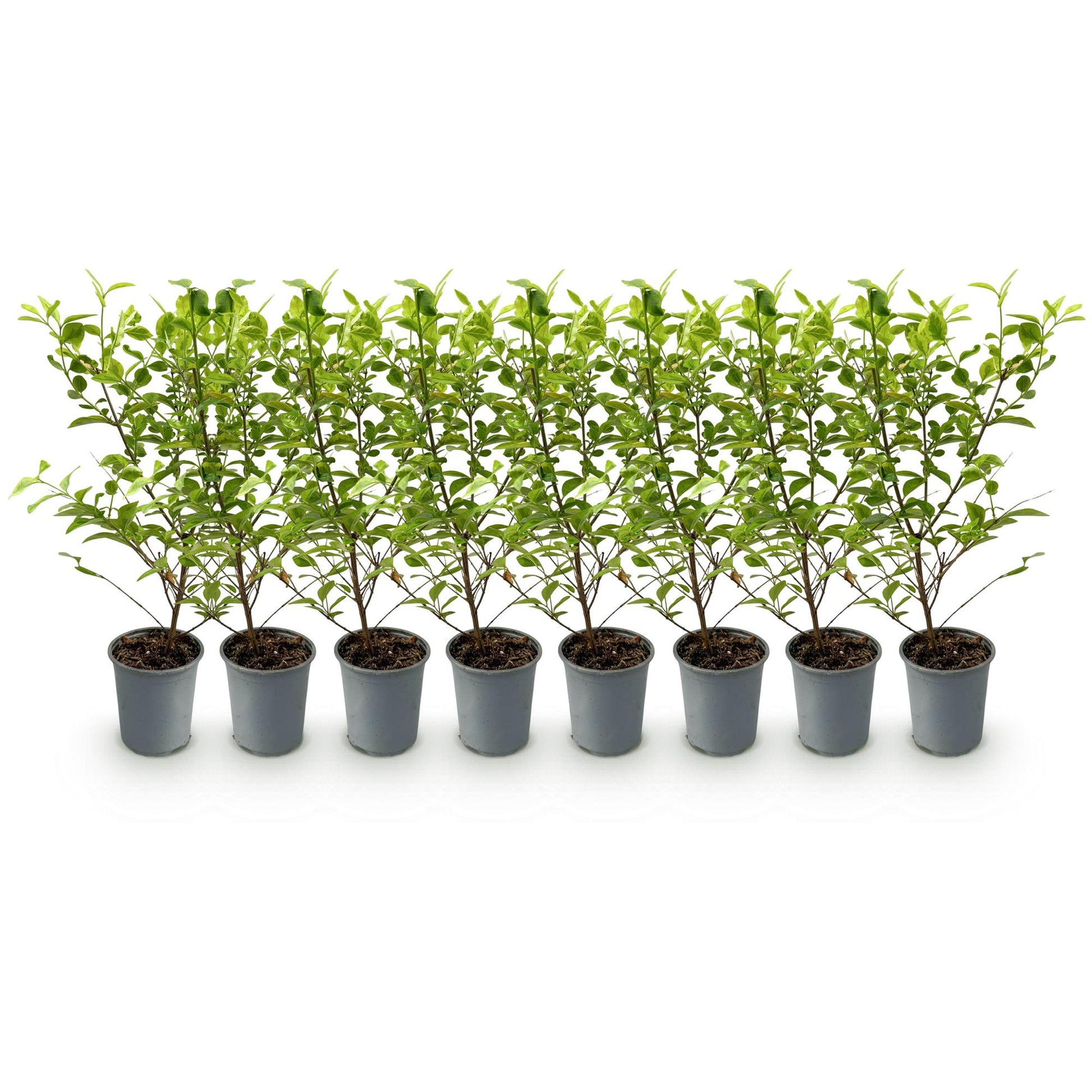 Ligustrum ovalifolium Aureum : 8 plants de Troène à feuillage panaché vert et jaune, en pot gris, alignés sur fond blanc.