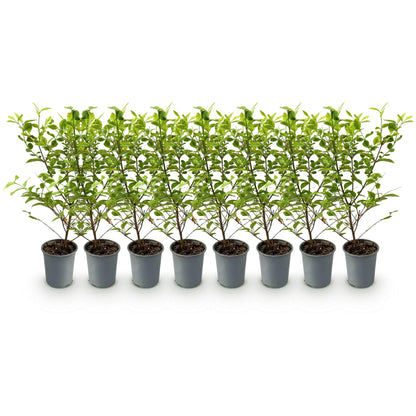 Ligustrum ovalifolium Aureum : 8 plants de Troène à feuillage panaché vert et jaune, en pot gris, alignés sur fond blanc.