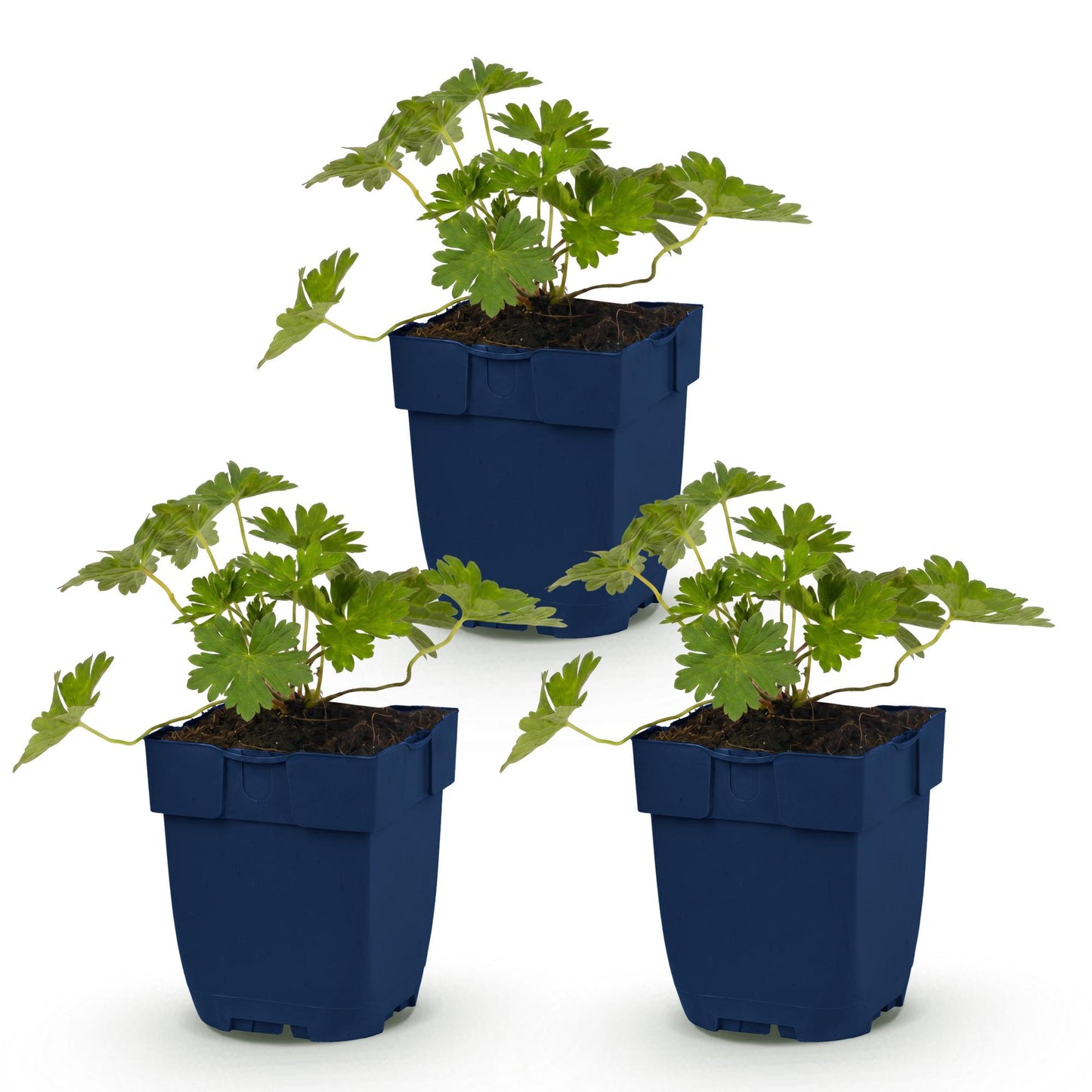 Géranium 'Rozanne', trois jeunes plants en pot bleu sur fond blanc, prêts à être plantés pour une couverture du sol.