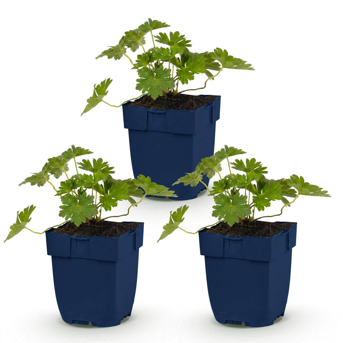 Géranium 'Rozanne', trois jeunes plants en pot bleu sur fond blanc, prêts à être plantés pour une couverture du sol.