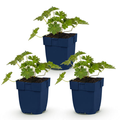 Géranium 'Rozanne', trois jeunes plants en pot bleu sur fond blanc, prêts à être plantés pour une couverture du sol.