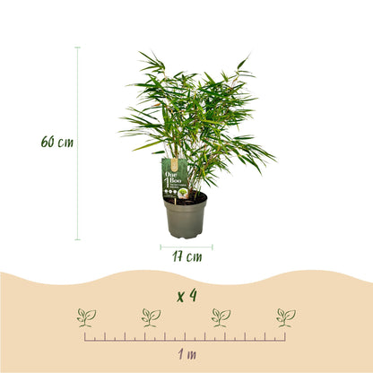 Bambou Fargesia rufa : un plant en pot de 17 cm, hauteur 60 cm. Schéma d'espacement de plantation de 4 plants sur 1 mètre.