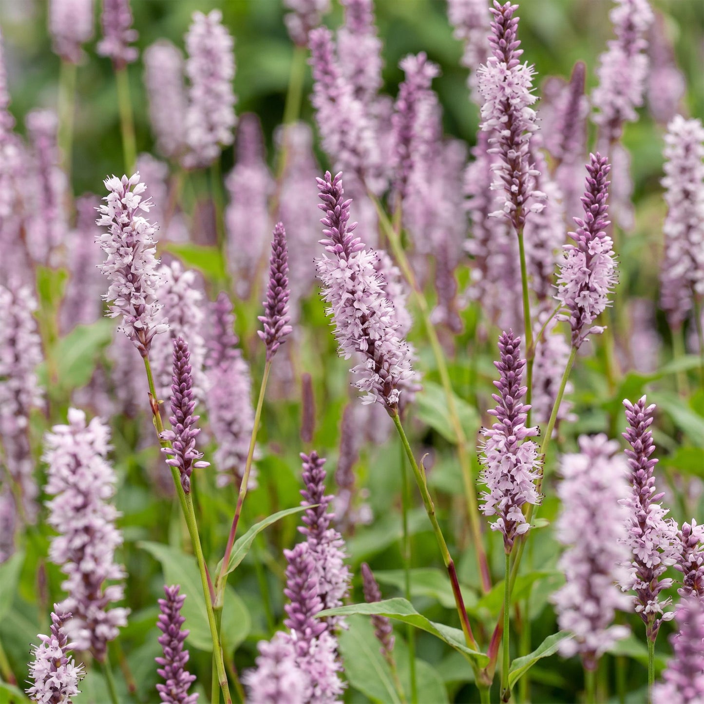 Persicaria ampl. Rosea, Renouée vivace, avec un gros plan sur ses épis de fleurs roses et ses feuilles vertes.