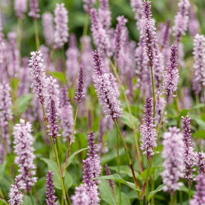 Persicaria ampl. Rosea, Renouée vivace, avec un gros plan sur ses épis de fleurs roses et ses feuilles vertes.