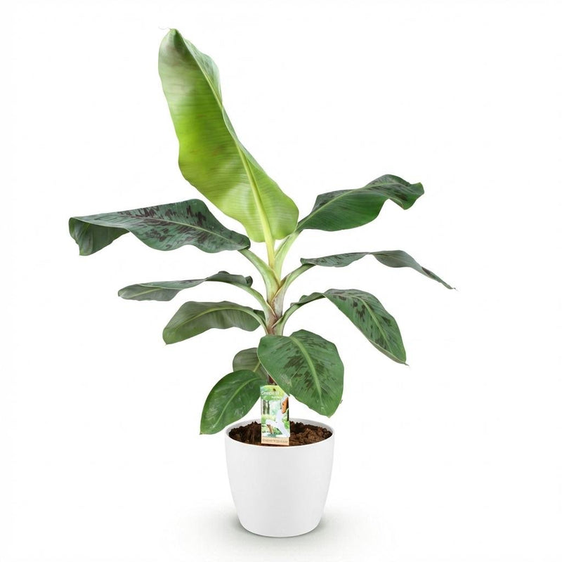 Musa acuminata Nain Cavendish - Plante de banane - Pot de 21cm - Hauteur 70-75cm