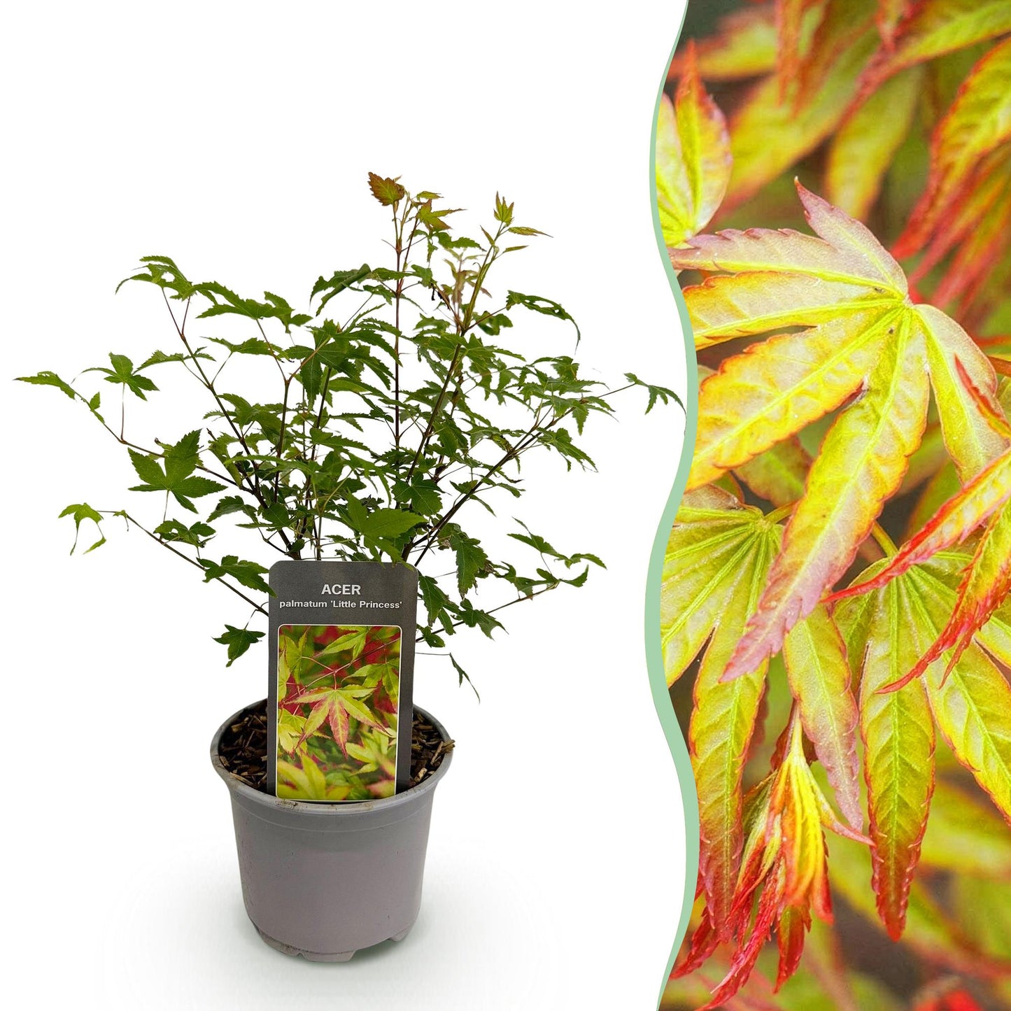 Acer palmatum Little Princess en pot vert, et en gros plan son feuillage aux teintes vertes, jaunes et rouges.